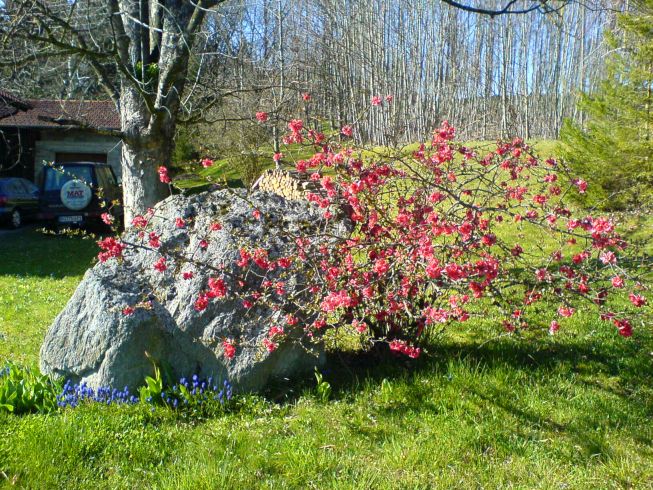 rot blühender Busch