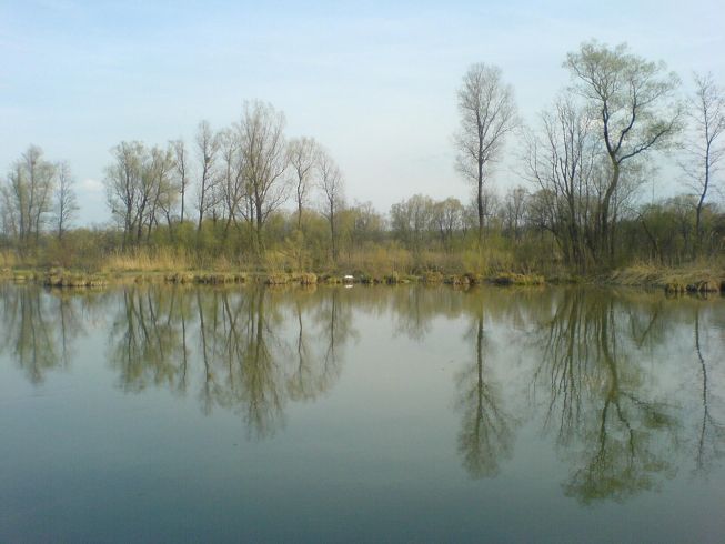 brütender Schwan