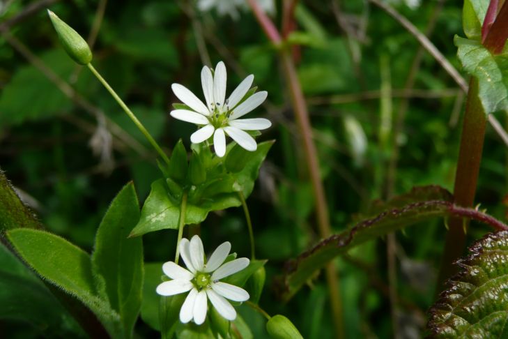 weise Blüten