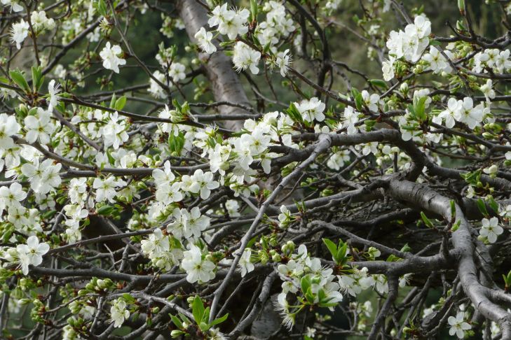 Kirschblüten