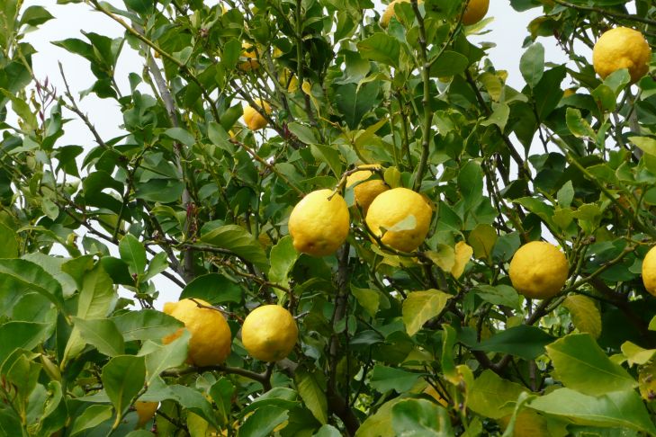 Zitronenbaum