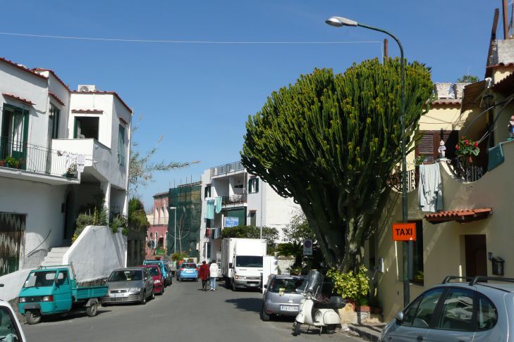 Kaktus in Forio