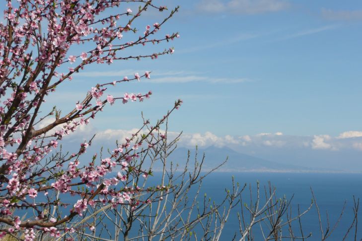 Mandelbaumblüten Vesuv