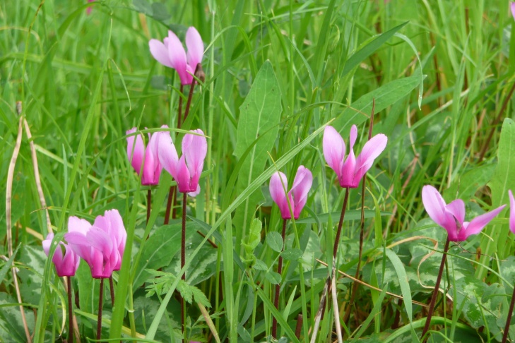 Alpenveilchen