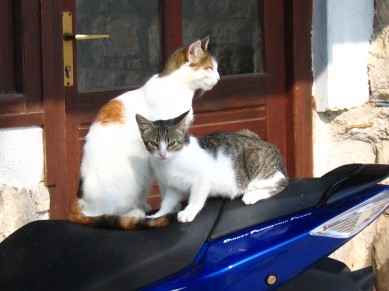Mopedkatzen
