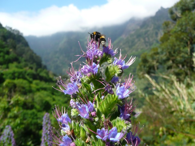 Hummel am Gipfel
