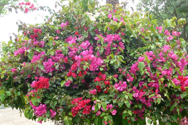 Bougainvillea