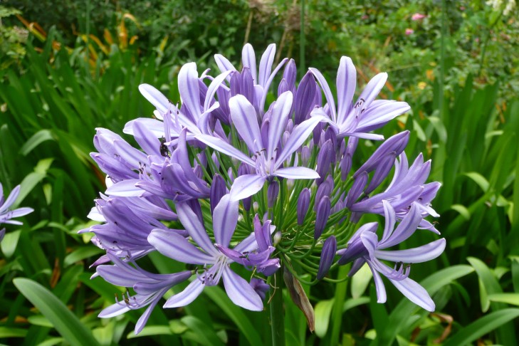 Liebesblume