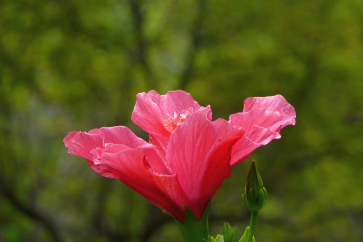 Hibiskus