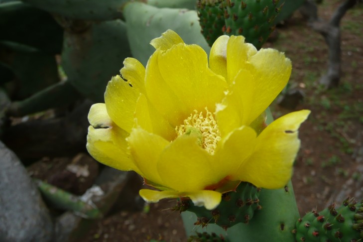 gelbe Blüte
