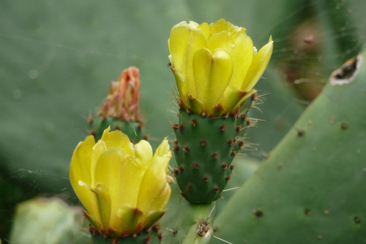 gelbe Knospen