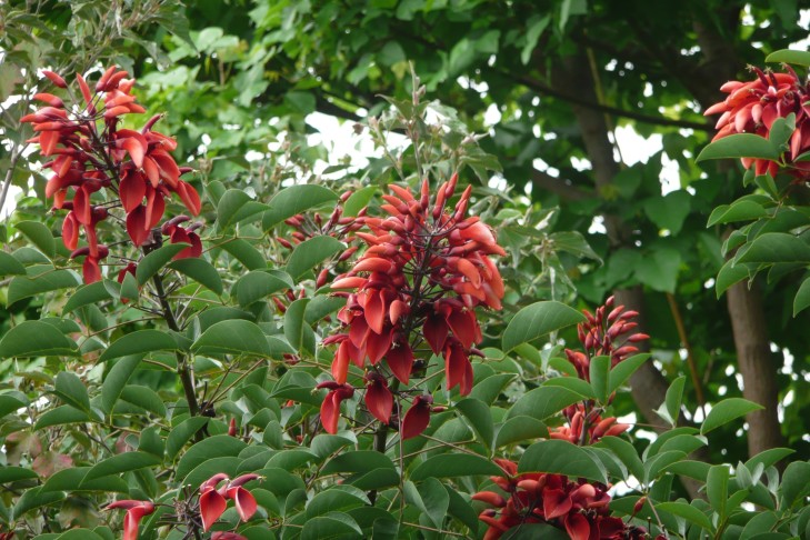 Korallenbaum