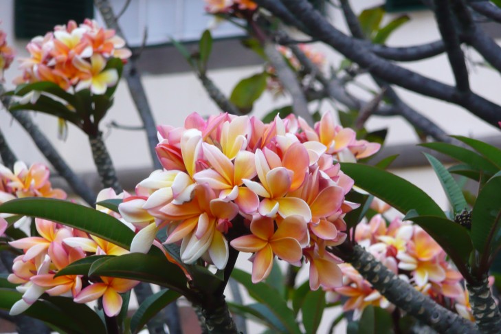 Frangipani