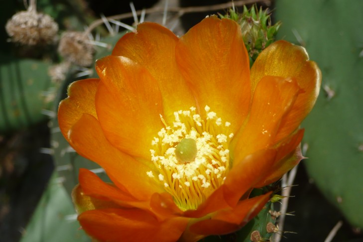 Opuntienblüte orange