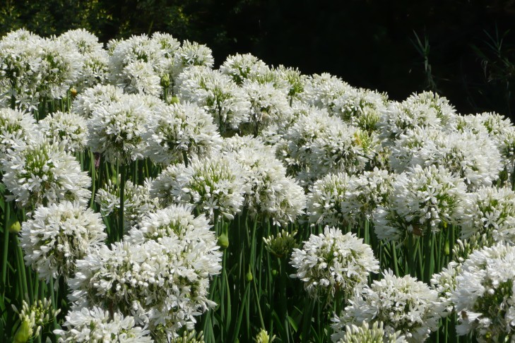 Liebesblume weiss