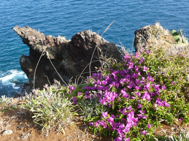 Bougainvillea am Meer