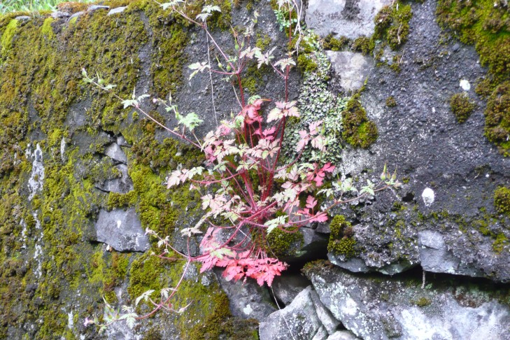Wandschmuck