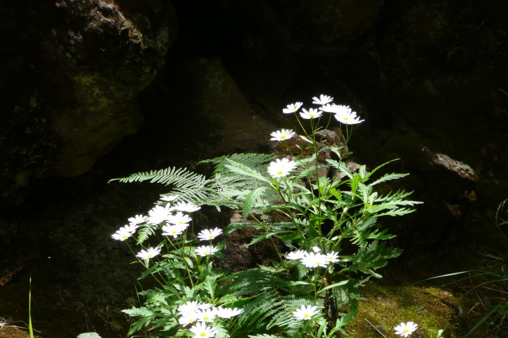 Margeriten