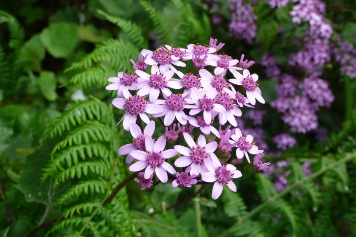 Pericallis aurita