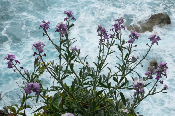 F