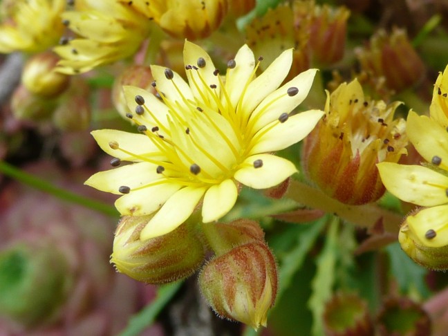 Blüte
