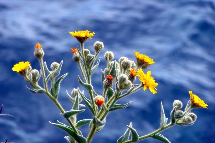 Wolldistel