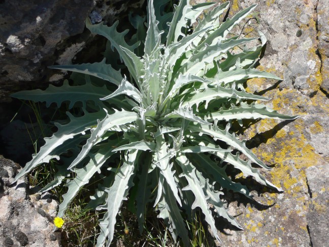 Distel