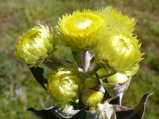 Strohblume