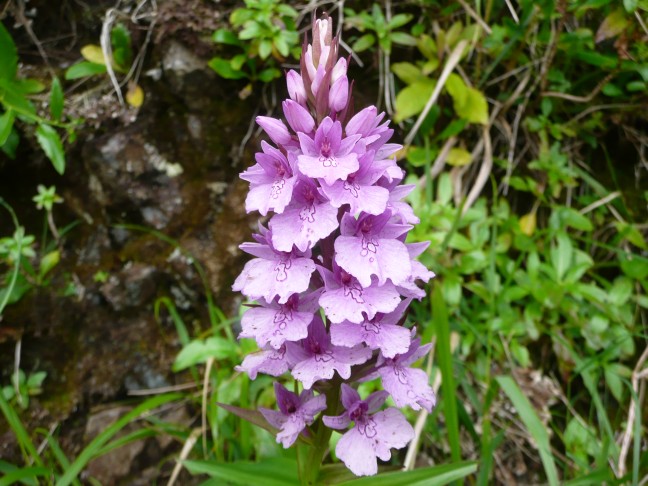 Knabenkraut