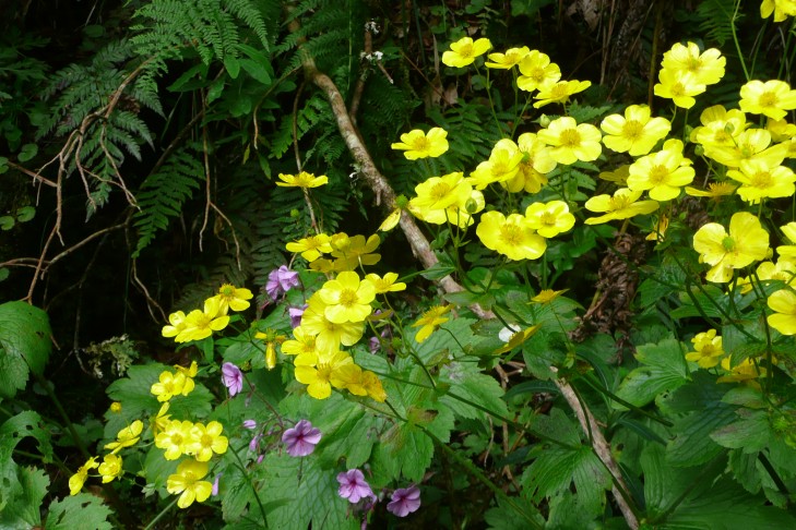 Sumpfdotterblume