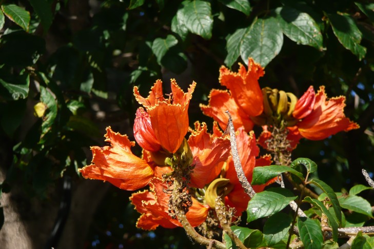 Tulpenbaum