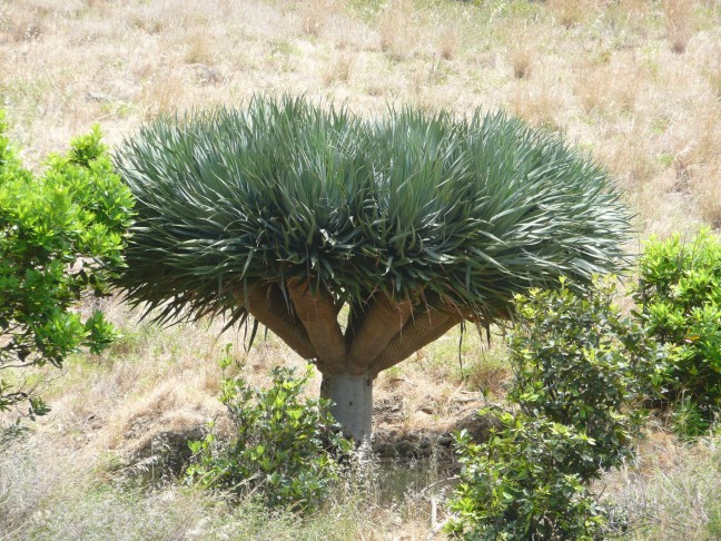 Drachenbaum
