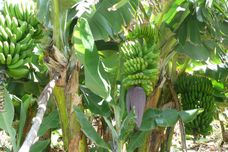 Bananen mit Blüte