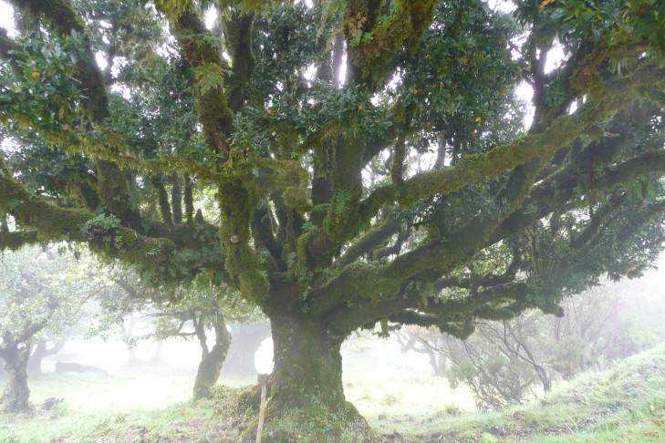 Lorbeer im Nebel
