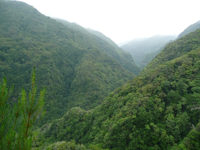 Tal Ribeira da Janela