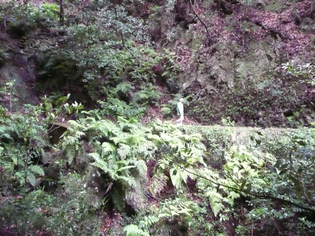 Urwald