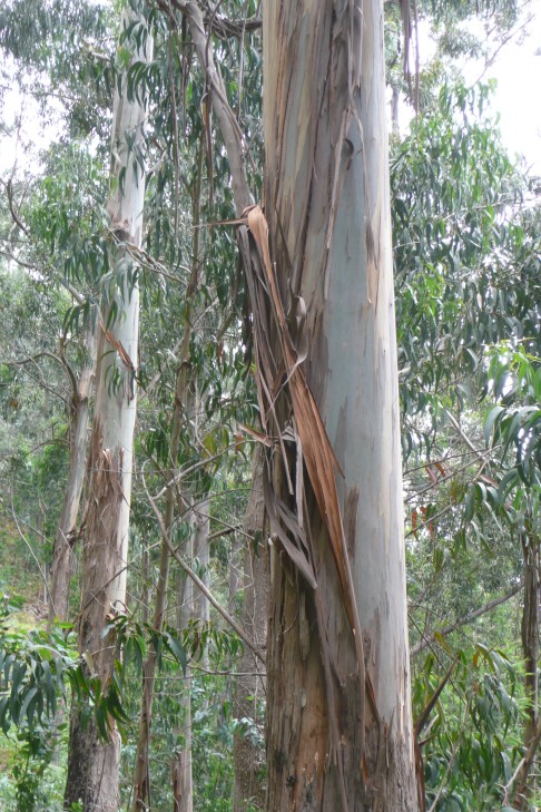 Eukalyptus