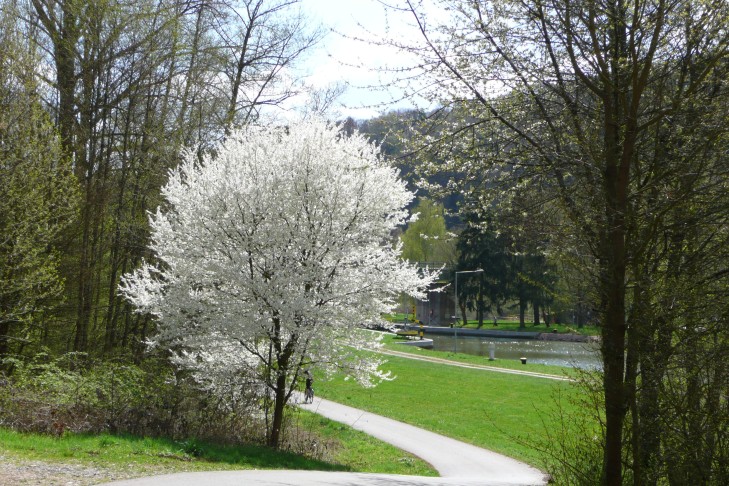 blühender Baum