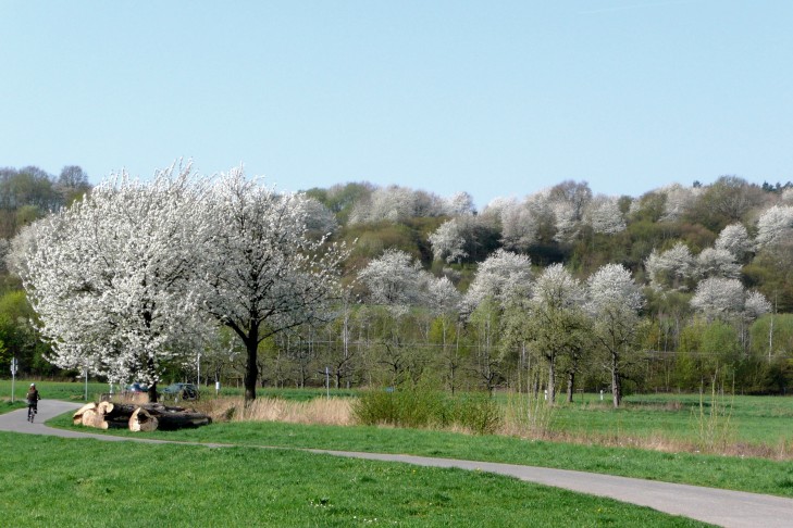 blühende Bäume