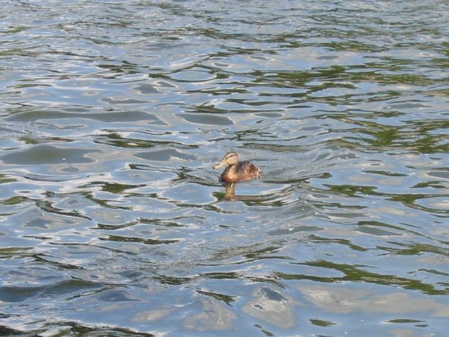 Ente
