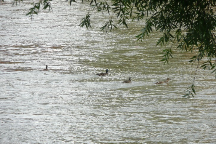 Enten