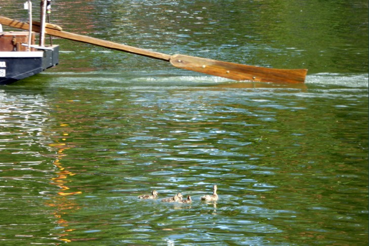 Enten