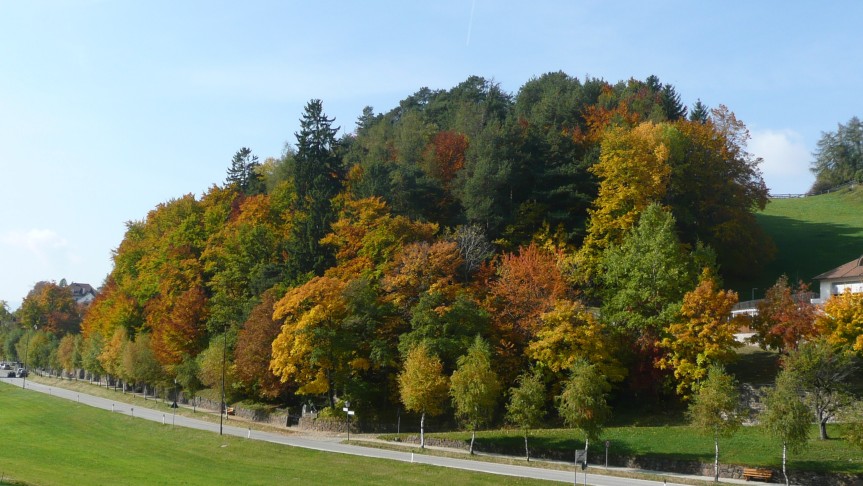 Herbst am Ritten