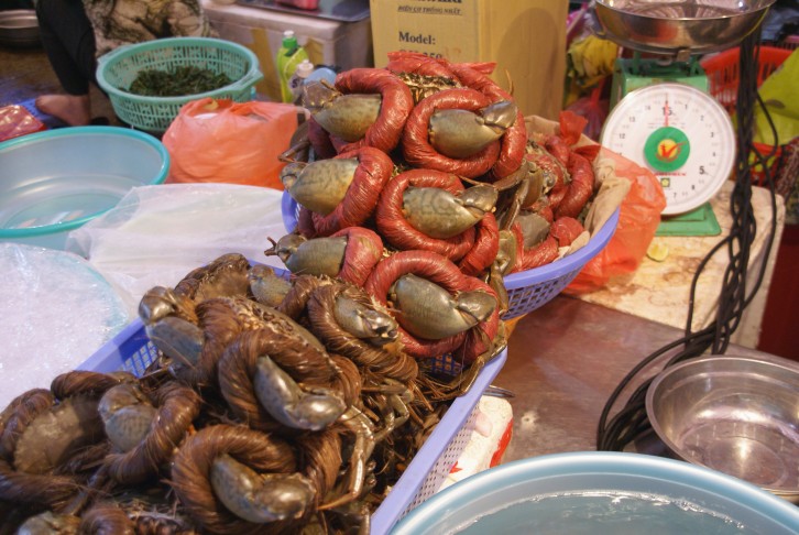 Krebse mit eingebundenen Scheren