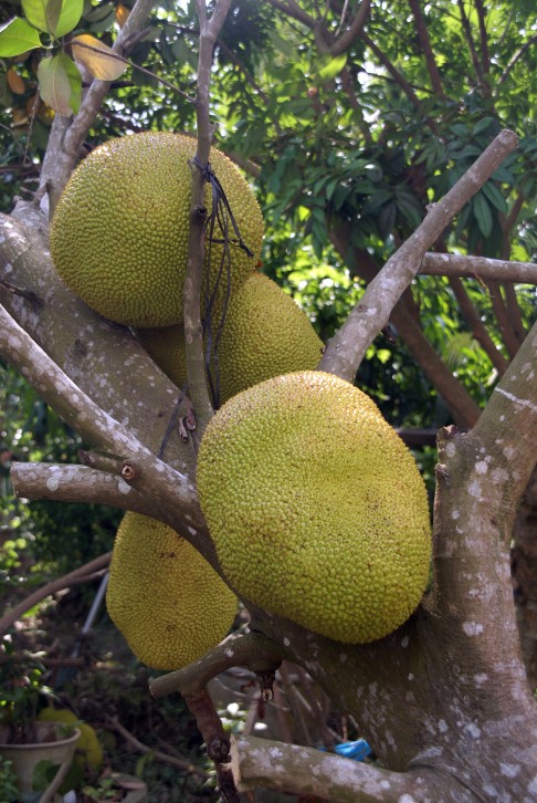 Stinkfrucht